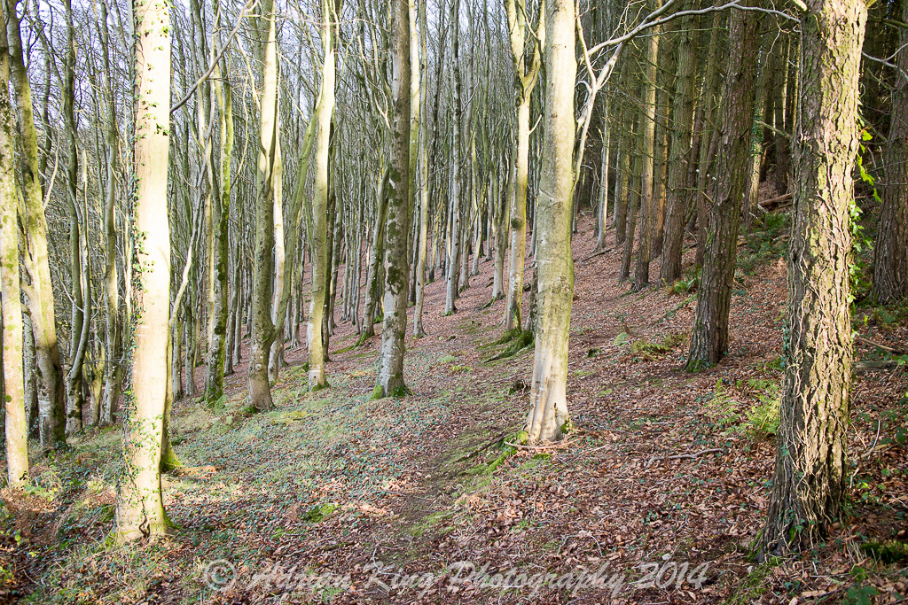Badbury Rings Elm Trees Badbury Rings Elm Trees