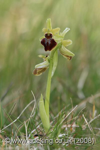 IMG_4451.JPG - 26th April 2008 - Early Spider Orchid (Ophrys sphegodes) - Durlston Country Park