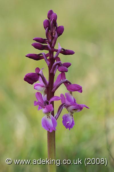 IMG_4474.JPG - 26th April 2008 - Early Purple Orchid (Orchis mascula) - Durlston Country Park