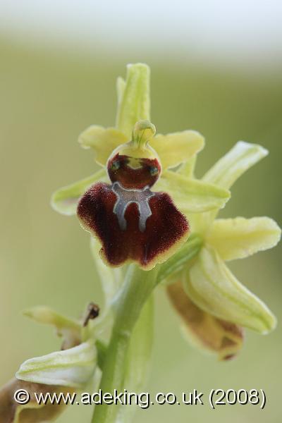 IMG_4501.JPG - 26th April 2008 - Early Spider Orchid (Ophrys sphegodes) - Durlston Country Park