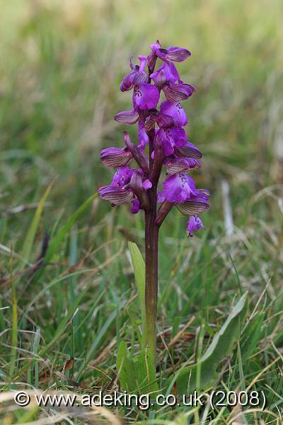 IMG_4656.JPG - 26th April 2008 - Green Veined Orchid (Anacamptis morio) - Durlston Country Park