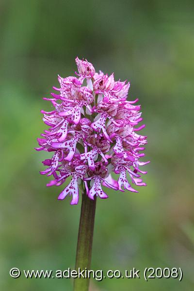 IMG_5427.JPG - 10th May 2008 - Lady x Monkey Orchid Hybrid (Orchis purpurea x. simia) - Hartslock Reserve (Oxon)