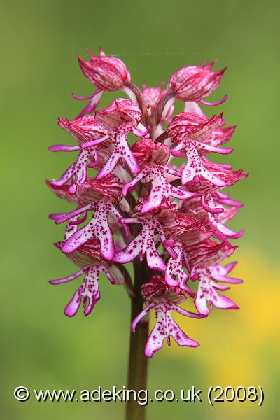 IMG_5511.JPG - 10th May 2008 - Lady x Monkey Orchid Hybrid (Orchis purpurea x. simia) - Hartslock Reserve (Oxon)