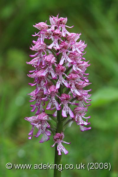 IMG_5569.JPG - 17th May 2008 - Lady x. Monkey Orchid Hybrid (Orchis purpurea x. simia) - Hartslock Reserve (Oxon)