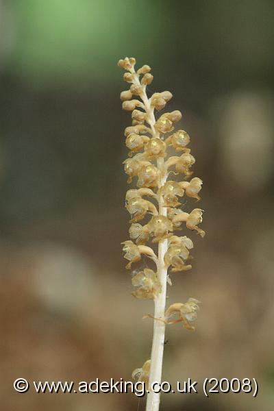 IMG_5619.JPG - 17th May 2008 - Bird's-nest Orchid (Neottia nidus-avis) - Homefield Wood Reserve (Bucks)