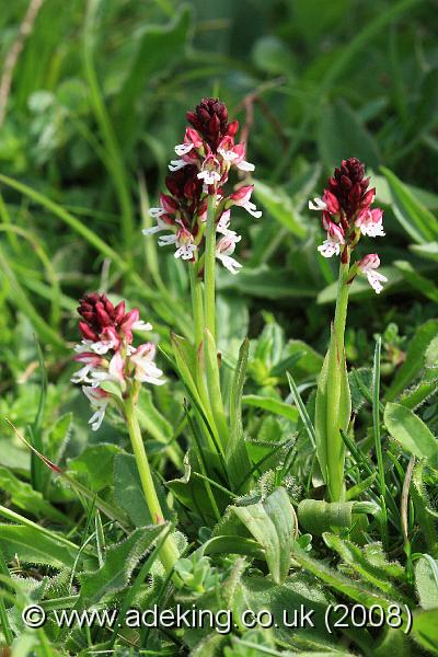 IMG_5756.JPG - 18th May 2008 - Burnt Orchid (Orchis ustulata) - Martin Down (Hants)