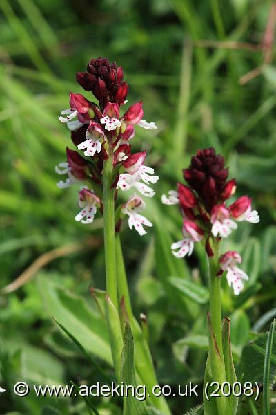 IMG_5762.JPG - 18th May 2008 - Burnt Orchid (Orchis ustulata) - Martin Down (Hants)