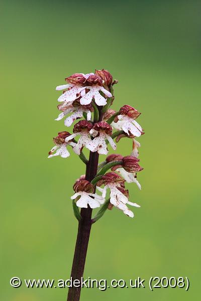 IMG_6322.JPG - 27th May 2008 - Lady Orchid (Orchis purpurea) - Park Gate Down Reserve (East Kent)