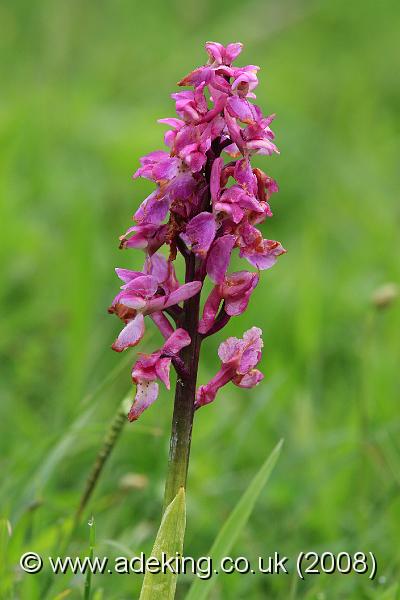 IMG_6329.JPG - 27th May 2008 - Early Purple Orchid (Orchis mascula) - Park Gate Down Reserve (East Kent)