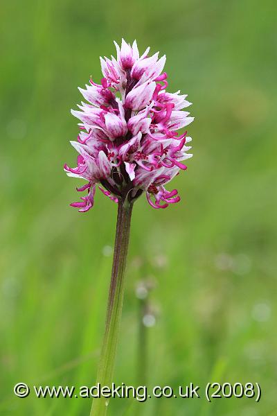 IMG_6336.JPG - 27th May 2008 - Monkey Orchid (Orchis simia) - Park Gate Down Reserve (East Kent)