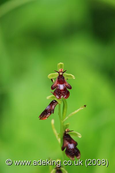 IMG_6365.JPG - 27th May 2008 - Fly Orchid (Ophrys insectifera) - Yockletts Bank Reserve (East Kent)