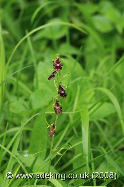 IMG_6366.JPG - 27th May 2008 - Fly Orchid (Ophrys insectifera) - Yockletts Bank Reserve (East Kent)