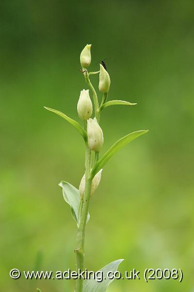 IMG_6431.JPG - 28th May 2008 - White Helleborine (Cephalanthera damasonium) - A Site in East Kent