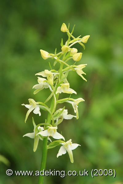 IMG_6457.JPG - 28th May 2008 - Greater Butterfly Orchid (Platanthera chlorantha) - A Site in East Kent