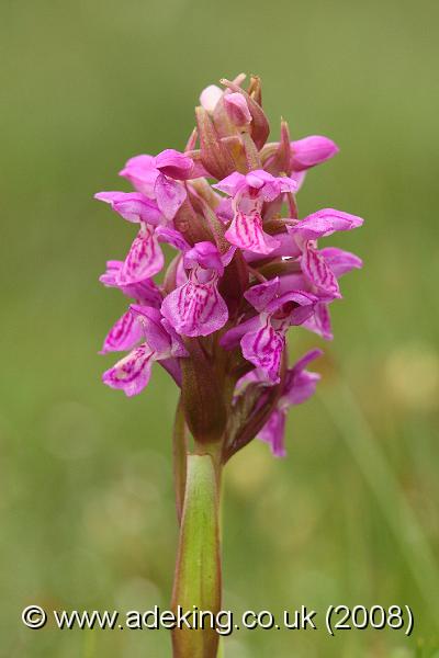 IMG_6628.JPG - 30th May 2008 - Early Marsh Orchid (Dactylorhiza incarnata subsp. pulchella) - Near Applemore (Hants)