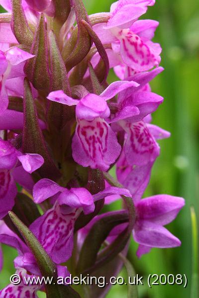 IMG_6663.JPG - 30th May 2008 - Early Marsh Orchid (Dactylorhiza incarnata subsp. pulchella) - Near Applemore (Hants)