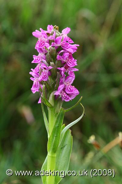IMG_6670.JPG - 30th May 2008 - Early Marsh Orchid (Dactylorhiza incarnata subsp. pulchella) - Near Applemore (Hants)