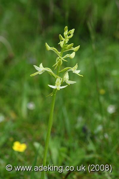 IMG_6677.JPG - 30th May 2008 - Lesser Butterfly Orchid (Platanthera bifolia) - Holmsley (Hants)