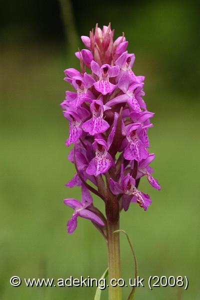 IMG_6760.JPG - 30th May 2008 - Southern Marsh Orchid (Dactylorhiza praetermissa) - Holmsley (Hants)