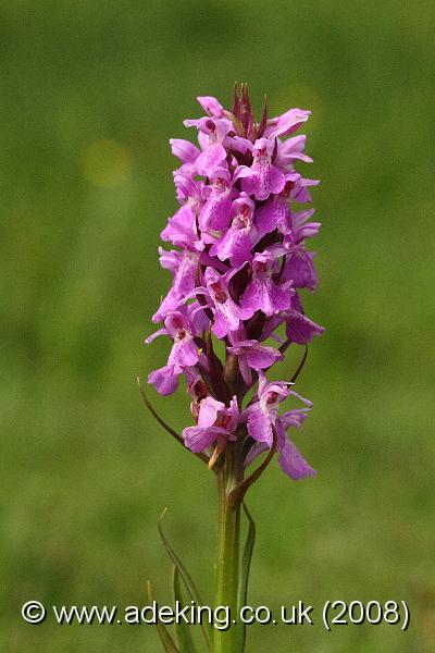 IMG_6779.JPG - 30th May 2008 - Southern Marsh Orchid (Dactylorhiza praetermissa) - Holmsley (Hants)
