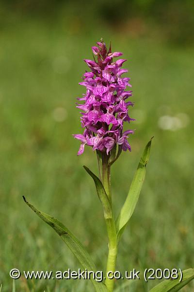 IMG_6810.JPG - 30th May 2008 - Southern Marsh Orchid (Dactylorhiza praetermissa) - Holmsley (Hants)