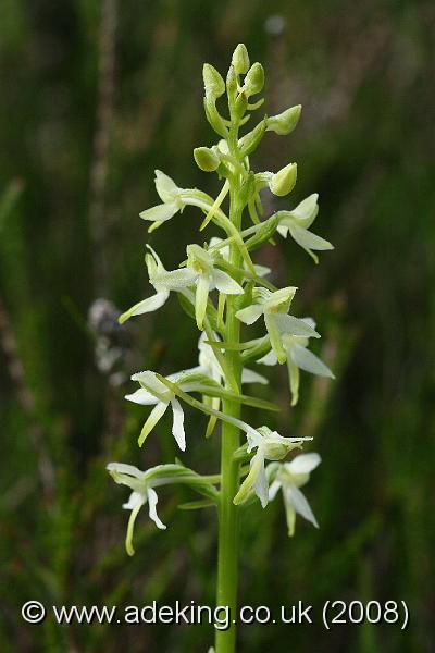 IMG_6822.JPG - 30th May 2008 - Lesser Butterfly Orchid (Platanthera bifolia) - Wilverley Plain (Hants)