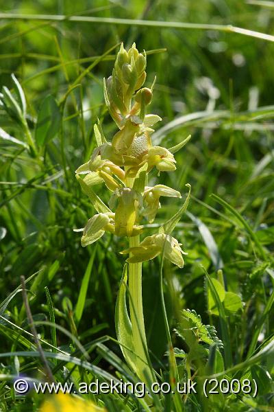 IMG_6877.JPG - 31st May 2008 - Frog Orchid (Coeloglossum viride) - Parsonage Down (Wilts)