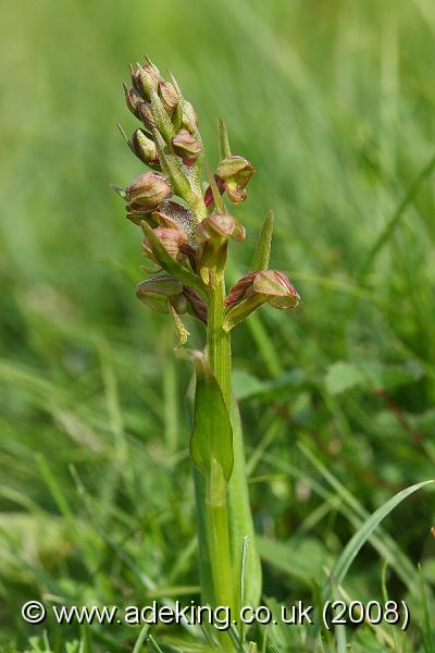 IMG_6911.JPG - 31st May 2008 - Frog Orchid (Coeloglossum viride) - Parsonage Down (Wilts)