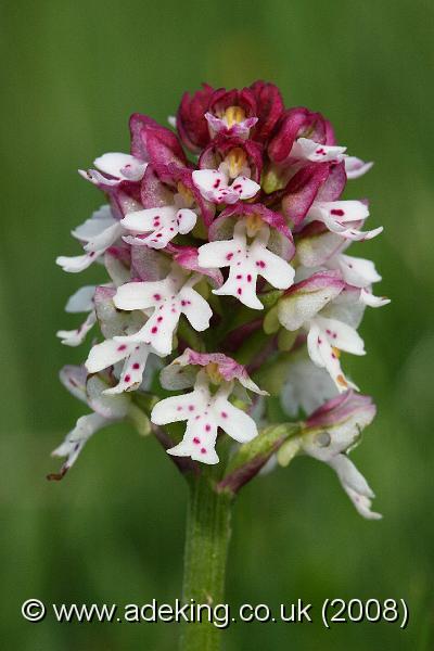 IMG_6948.JPG - 31st May 2008 - Burnt Orchid (Orchis ustulata) - Parsonage Down (Wilts)