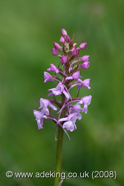 IMG_7099.JPG - 14th June 2008 - Common Fragrant Orchid (Gymnadenia conopsea) - Pepperbox Hill (Wiltshire)