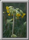 2007-04-21 * (10 Slides)