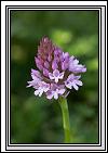 2007-06-05 * (0 Slides)