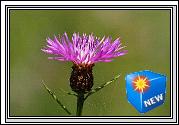 2007-08-05 * (21 Slides)